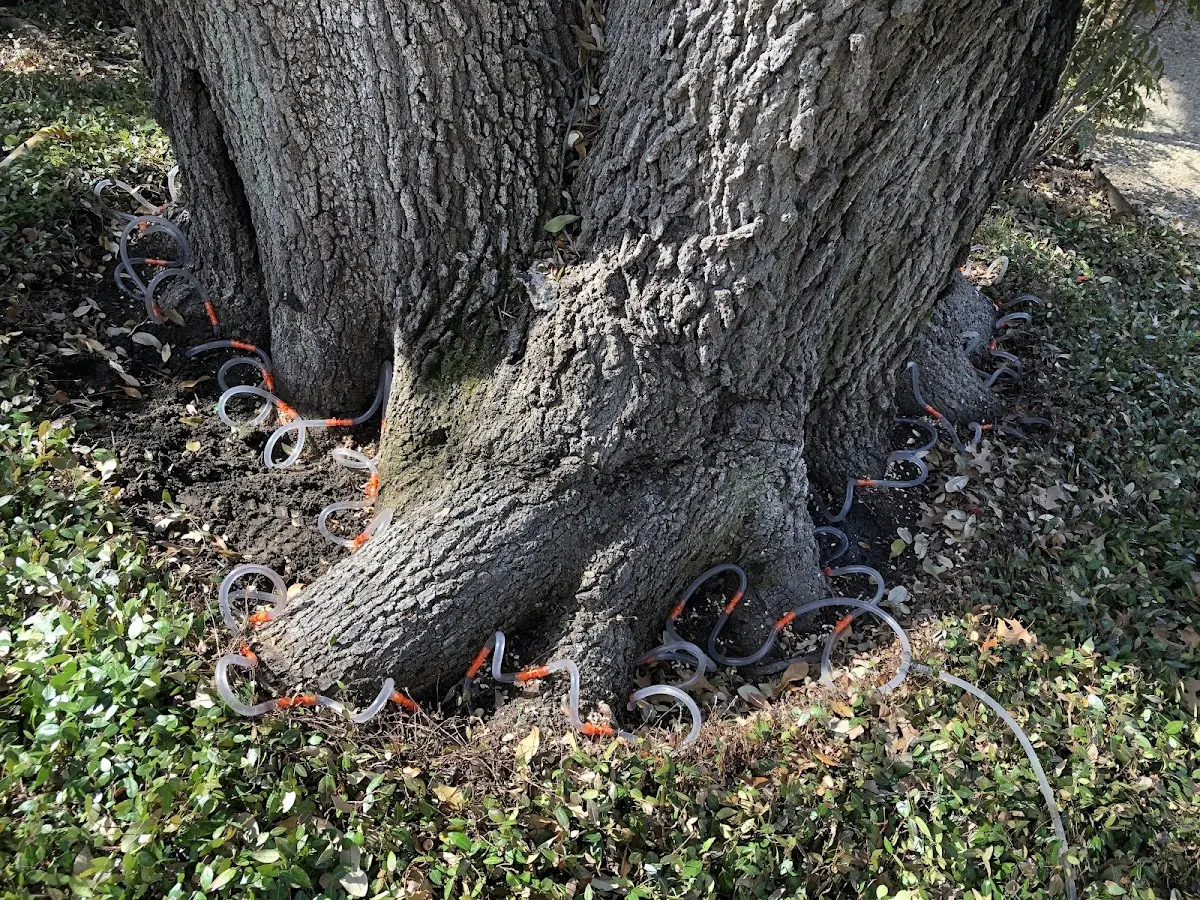 Detailed Tree Cabling and Bracing job site in Poplar Grove