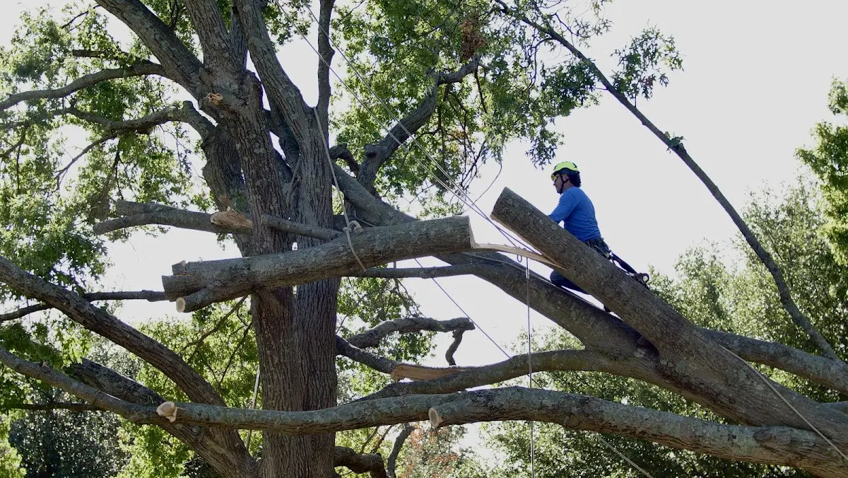 Professional Crown Thinning performed by certified arborists in Poplar Grove