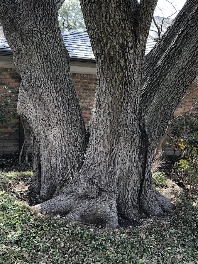 Mature heritage tree close to a Poplar Grove property cared for by certified arborists